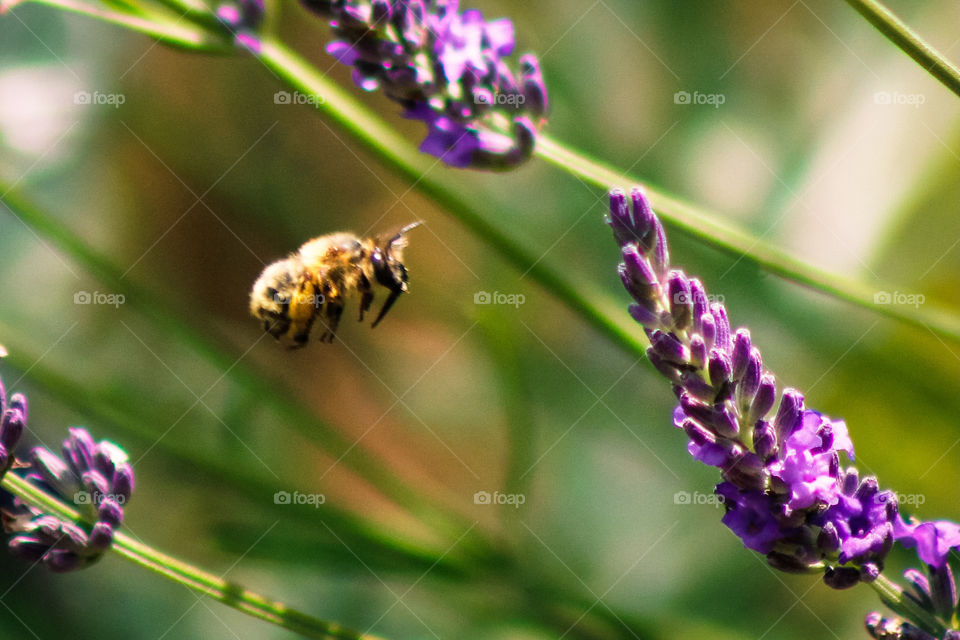 Bee in flight around the lavender