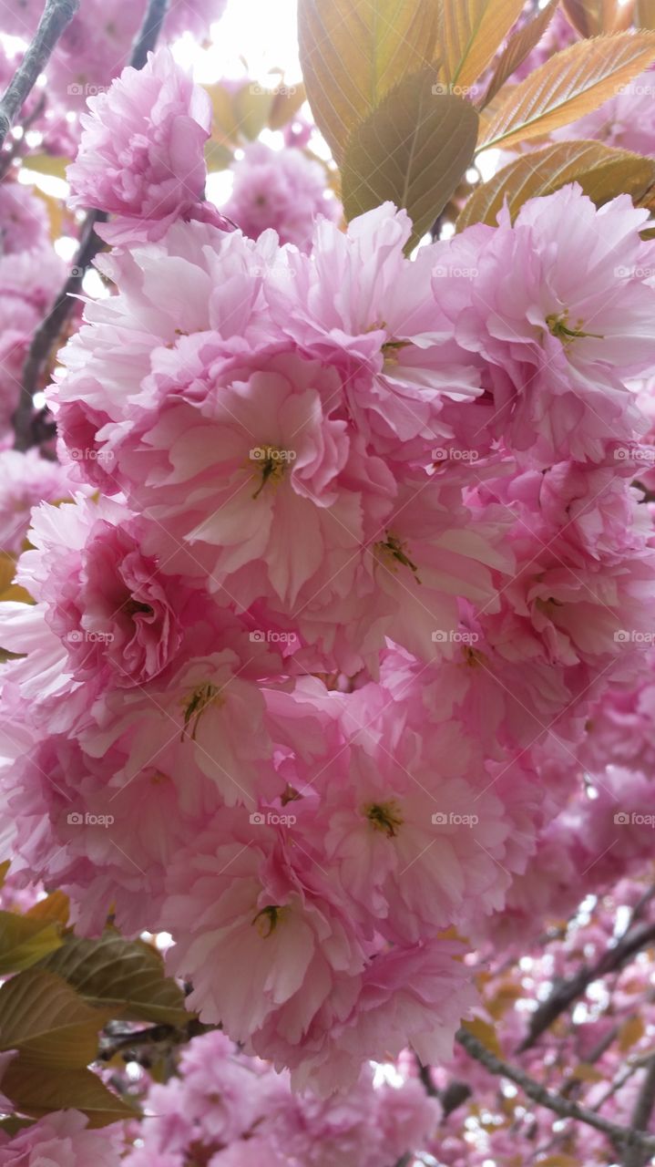 pink beauty. these flowers look like silk . I could not resist.