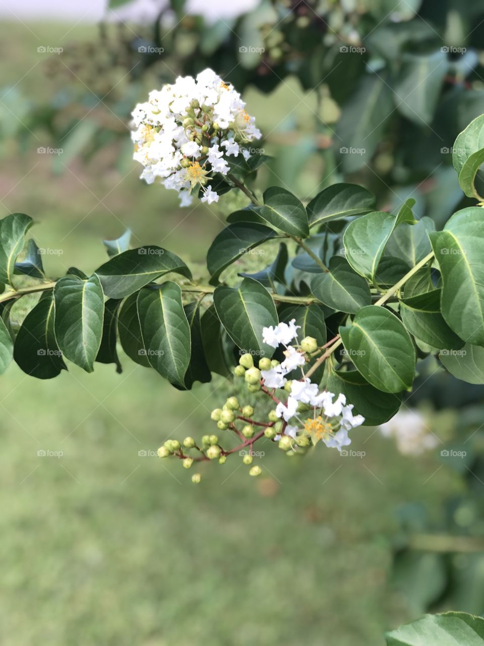 White spray flowers with unopened buds