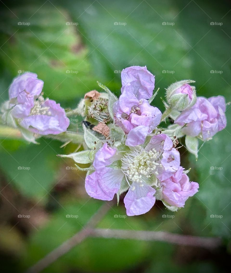 October flowering bramble