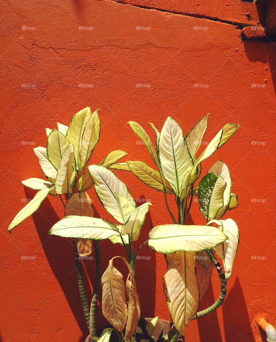 Plants against a rusty orange background.
