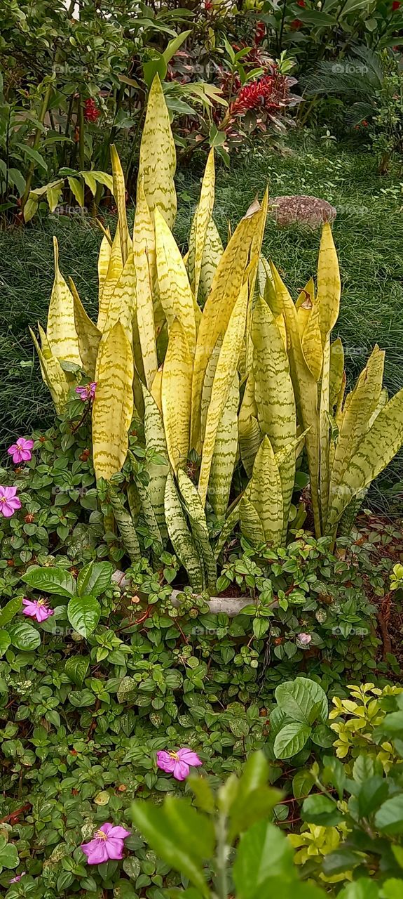 Espada de São Jorge