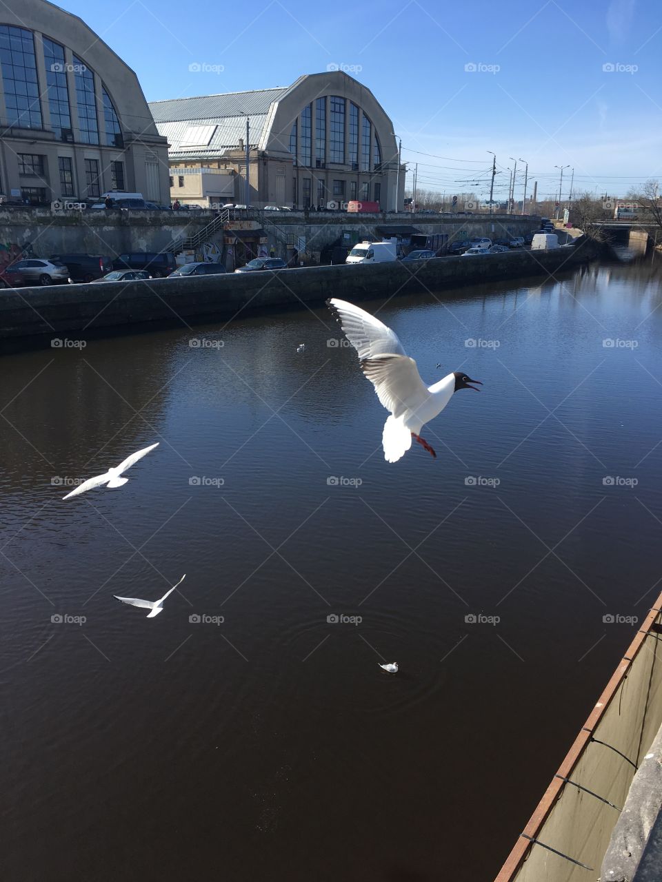Friendly Riga seagulls