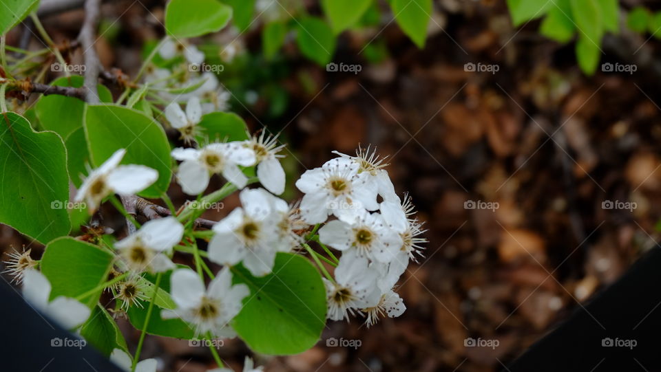 Cherry blossom