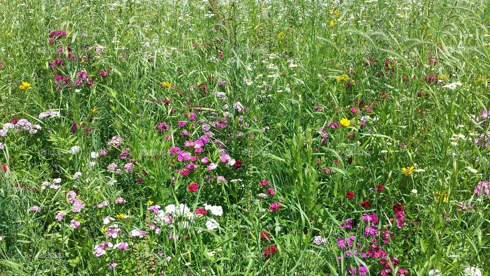 wildflowers