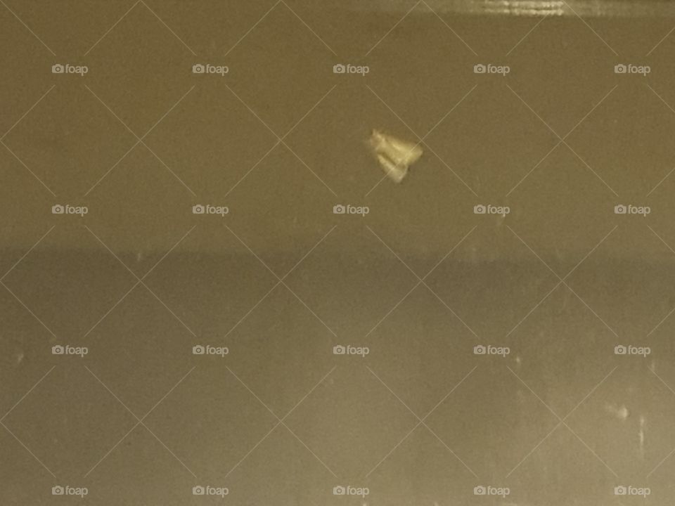 a moth on the window