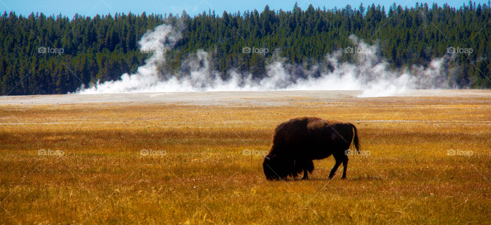 Yellowstone 