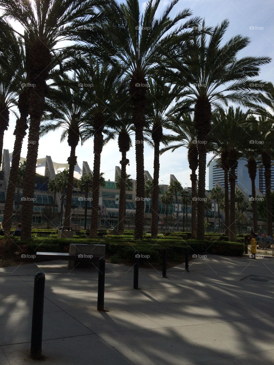 San Diego Palm Court . San Diego city park view