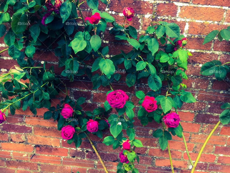 Old roses in pink colour on the bricked wall