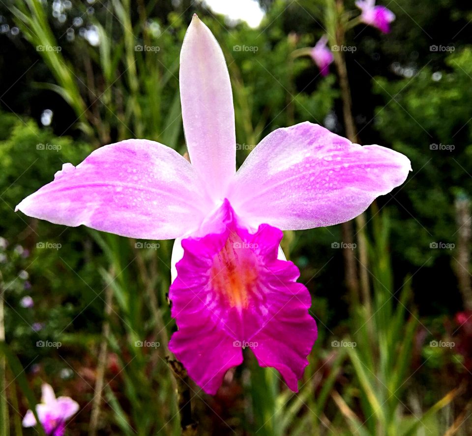 close up of iris pink