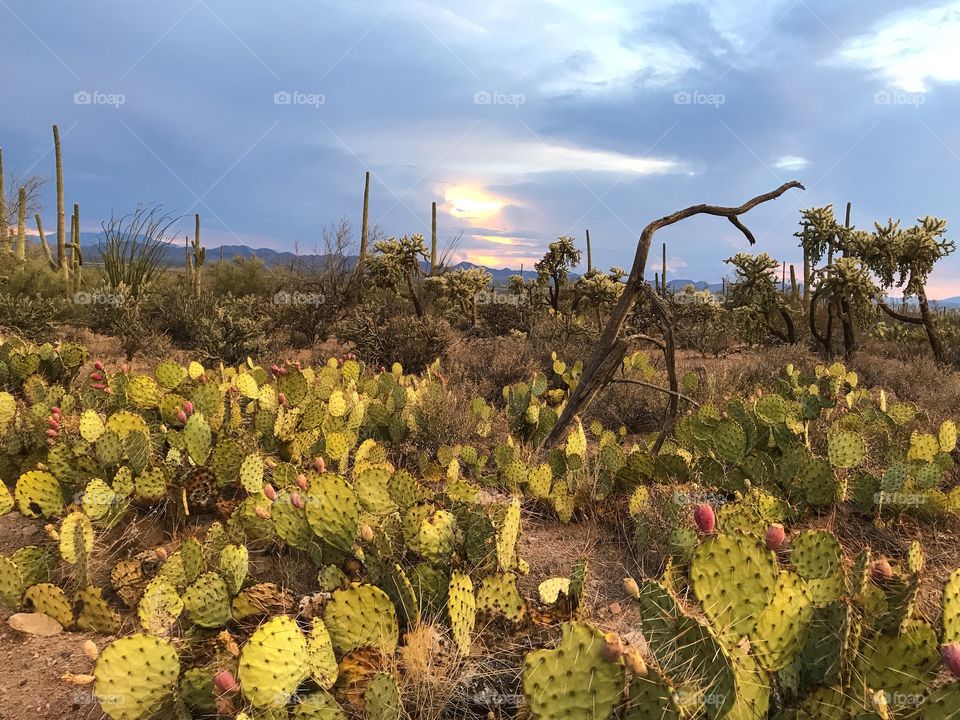 Desert Landscape 