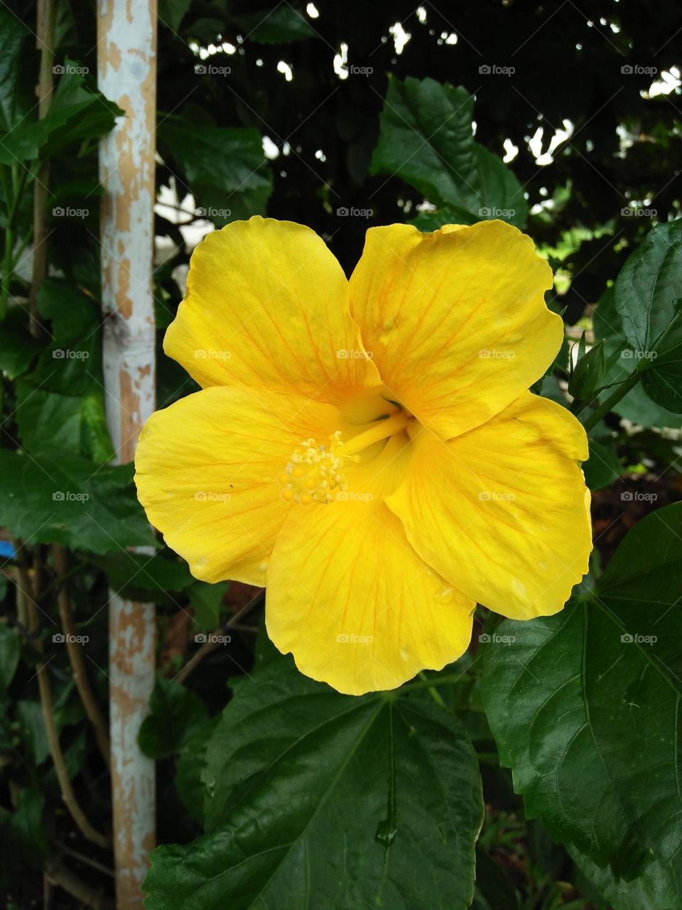 Kembang sepatu kuning