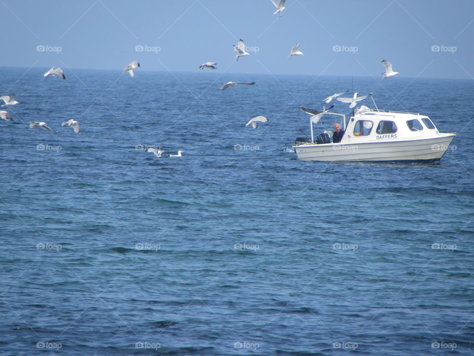 hungry gulls