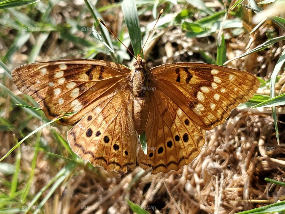 Tawny Emperor butterfly ( Asterocampa clyton ) Fast flying butterflies that are most common around Hackberry trees. They are often found on natural vegetation and are not common in human inhabited areas(info source: gardenswithwings.com) . 