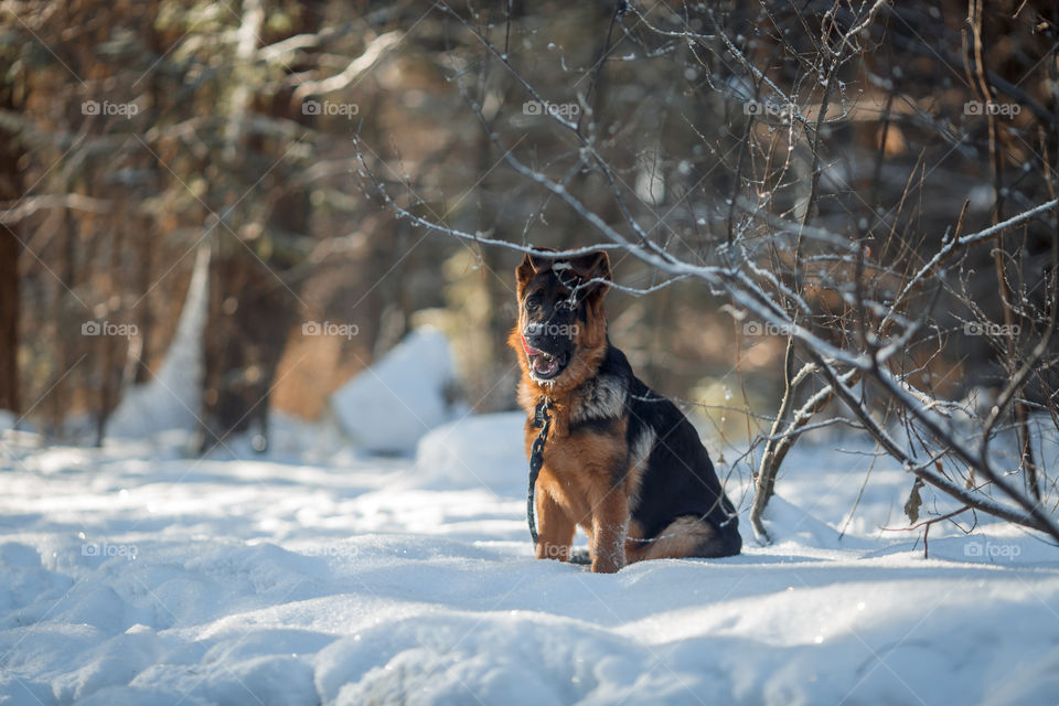 German shepherd dog walking in a winter park 