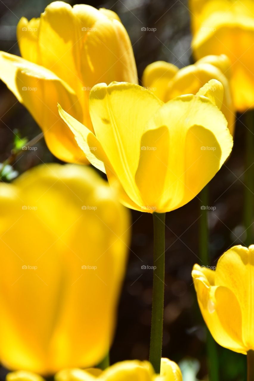 Yellow Tulips