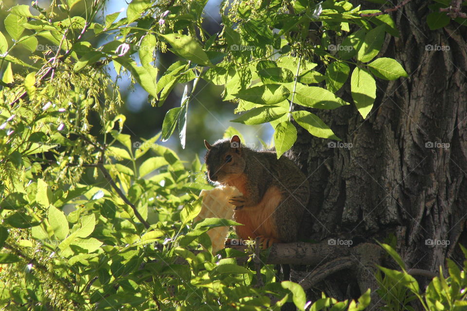 Squirrel with waffle on tree