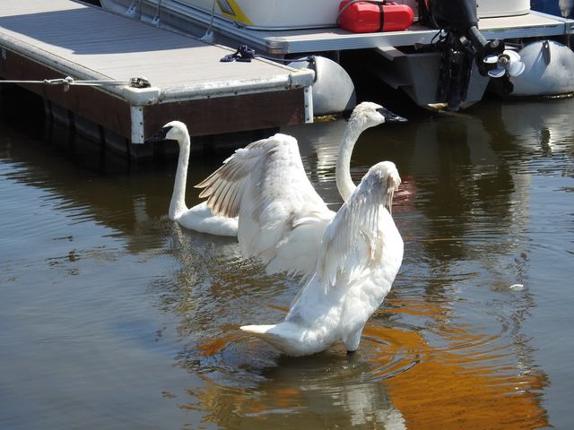 Swans