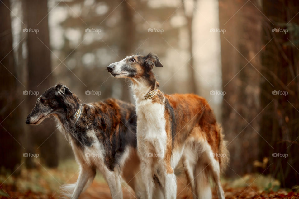 Russian borzoi dogs portrait in an autumn park