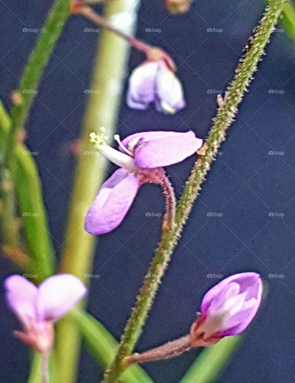 Flower, No Person, Nature, Flora, Leaf