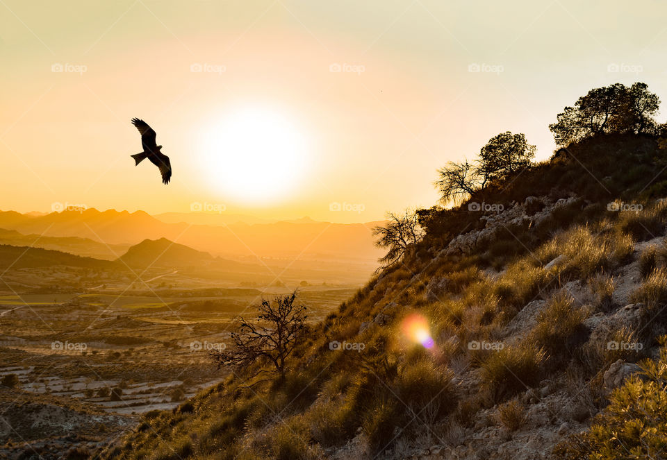 Wild Spanish imperial eagle flies in the Montes de Toledo in the Peninsula, at sunset. Aquila adalberti or Iberian imperial eagle, Spanish eagles flying in freedom, Madrid, Spain, 2019.