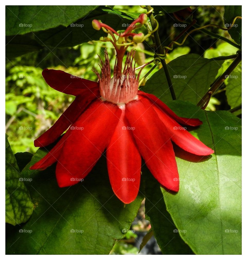 Flower (passeflora miniata)