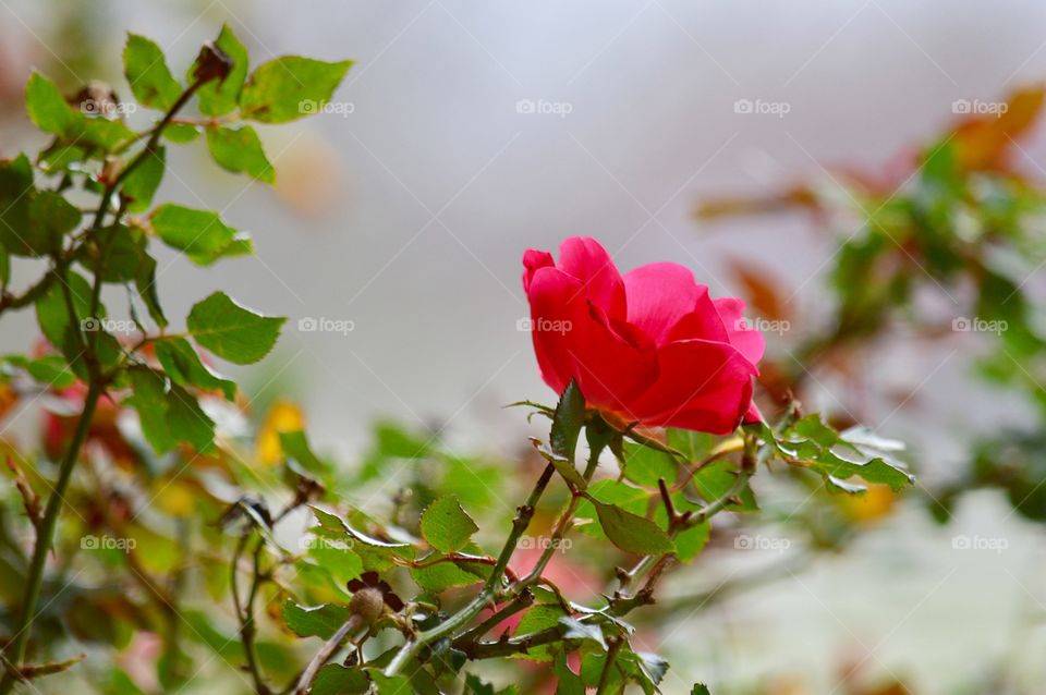 Close-up of a rose plant