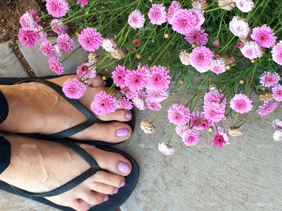 From where I stand pink flowers in garden