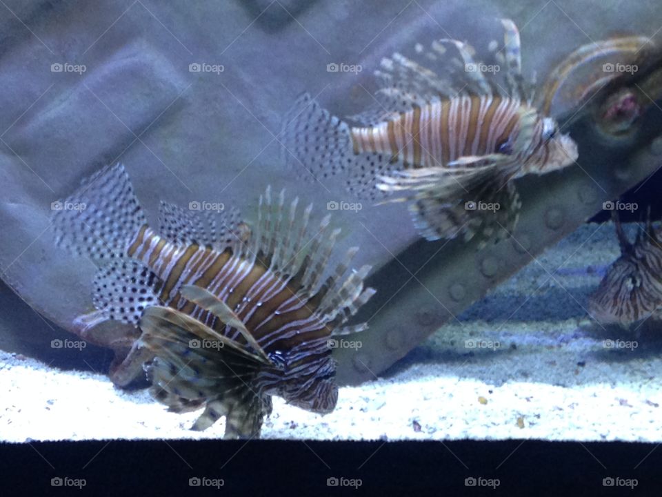 Two lion fish 