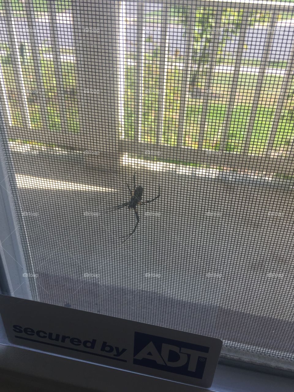 Spider on window 