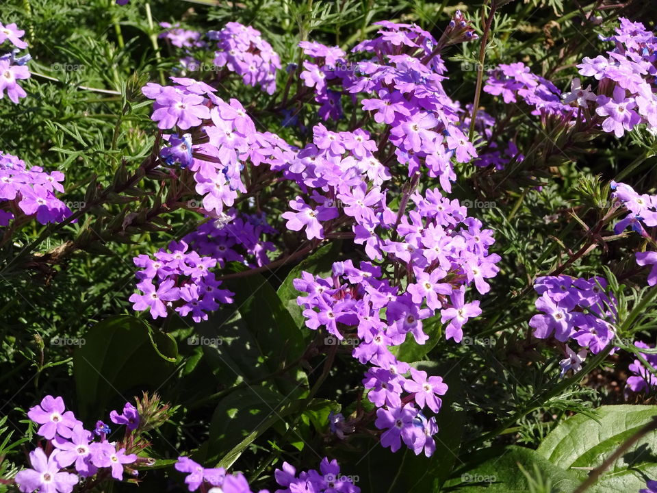 verbena flower