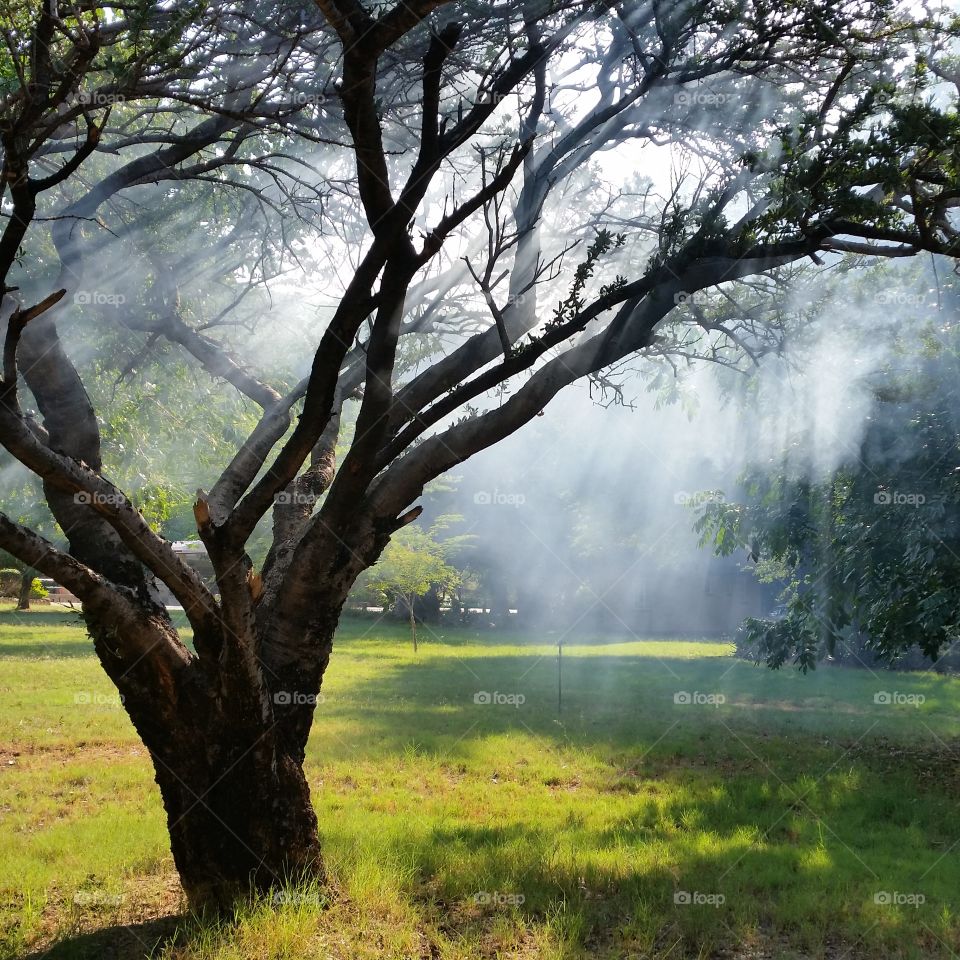 tree with smoke and sunshine