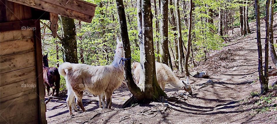 While out on a day trip in the vicinity of „Bayerischzell“, a small town near the Alps in „Bavaria“, Germany we encountered these lamas and their caregivers. 2024. Hypnotic Productions