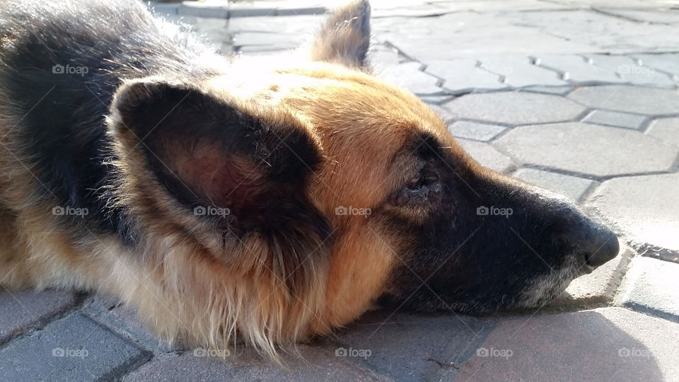 Hmm..m feeling warm and peace like people said  big dog remained clam, I seem agree.