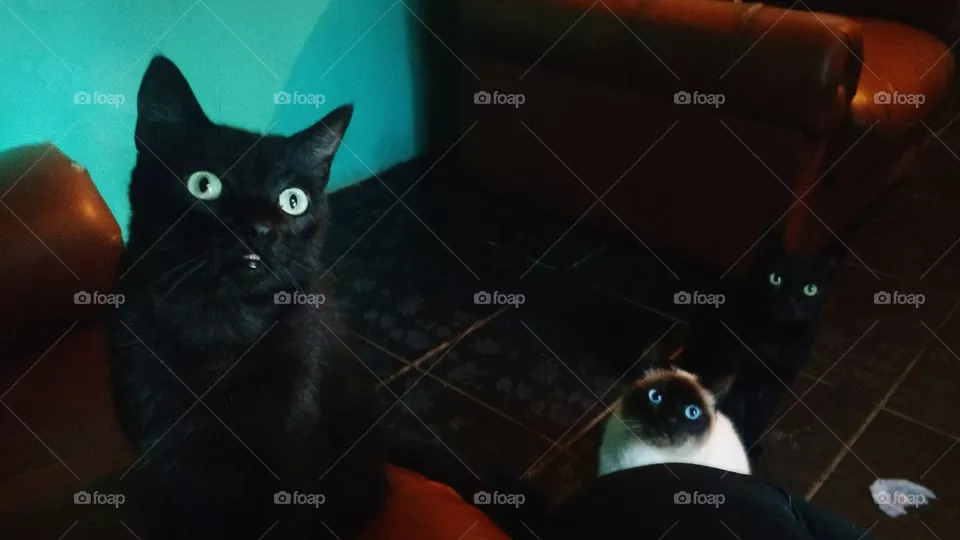 cats