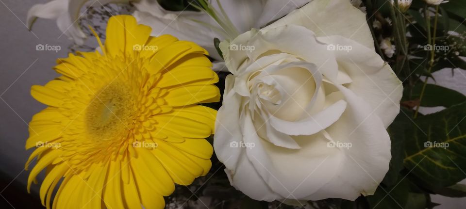 dos bellas una flor y una rosa