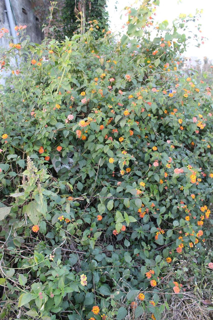 flowers 🌻🌻🌻🌹