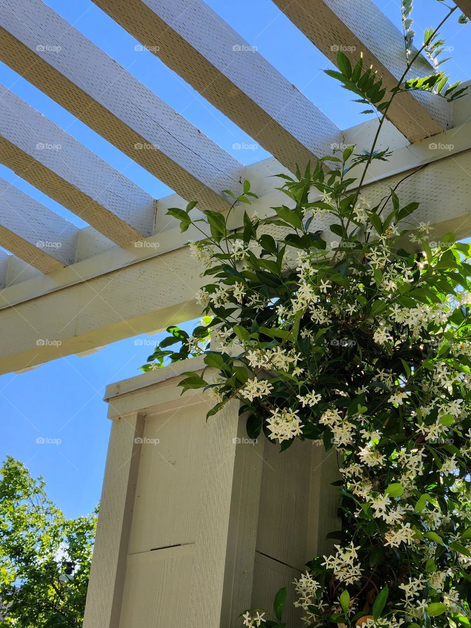 white Jasmine flowers growing around wooden beams of a Suburban building in Oregon.