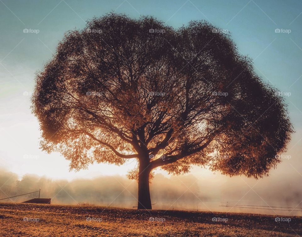 The Broccoli tree