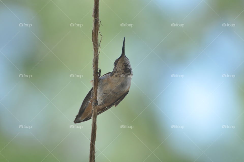 Cute hummingbird