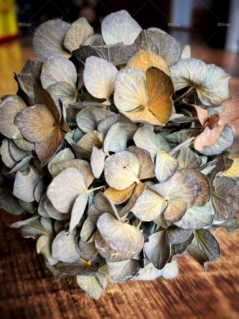 Close up of dried hydrangea flowers showing the natural colour changes preserved flowers can go through