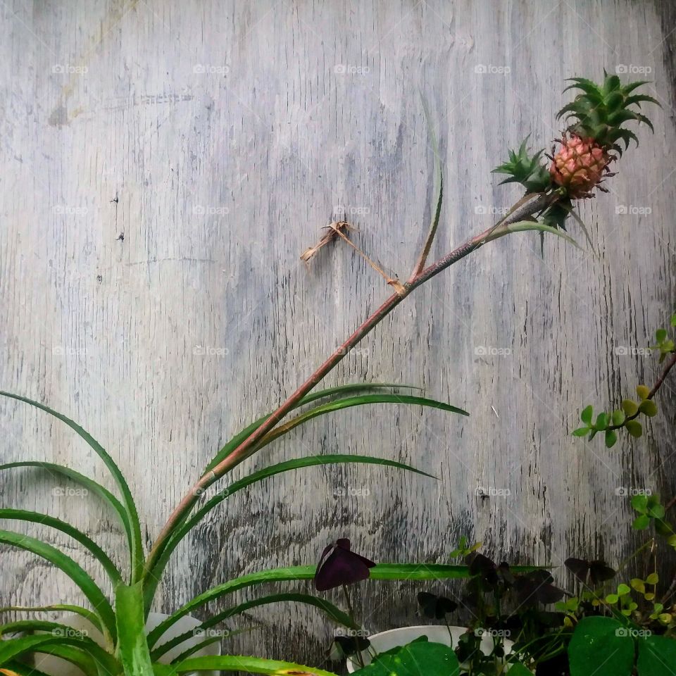 Equilibrio - VLN, Vzla: I went to visit a friend for the recent death of his wife. At home he flourished a spectacular garden cultivated. So, In her last months, she dedicated herself to creating more life for her family. Love Is forever