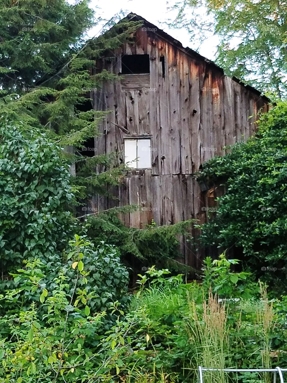 The side of an old barn tucked away in the foliage.