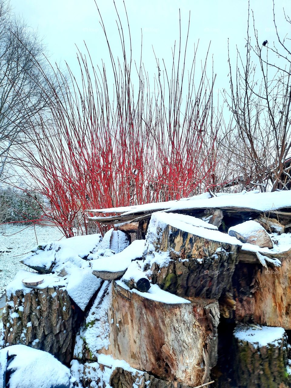 winter nature  - snow on cut trunks of trees with red dogwood branches in the background