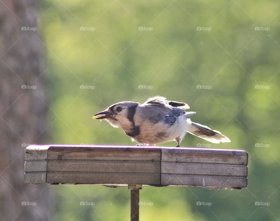 bird on the feeder