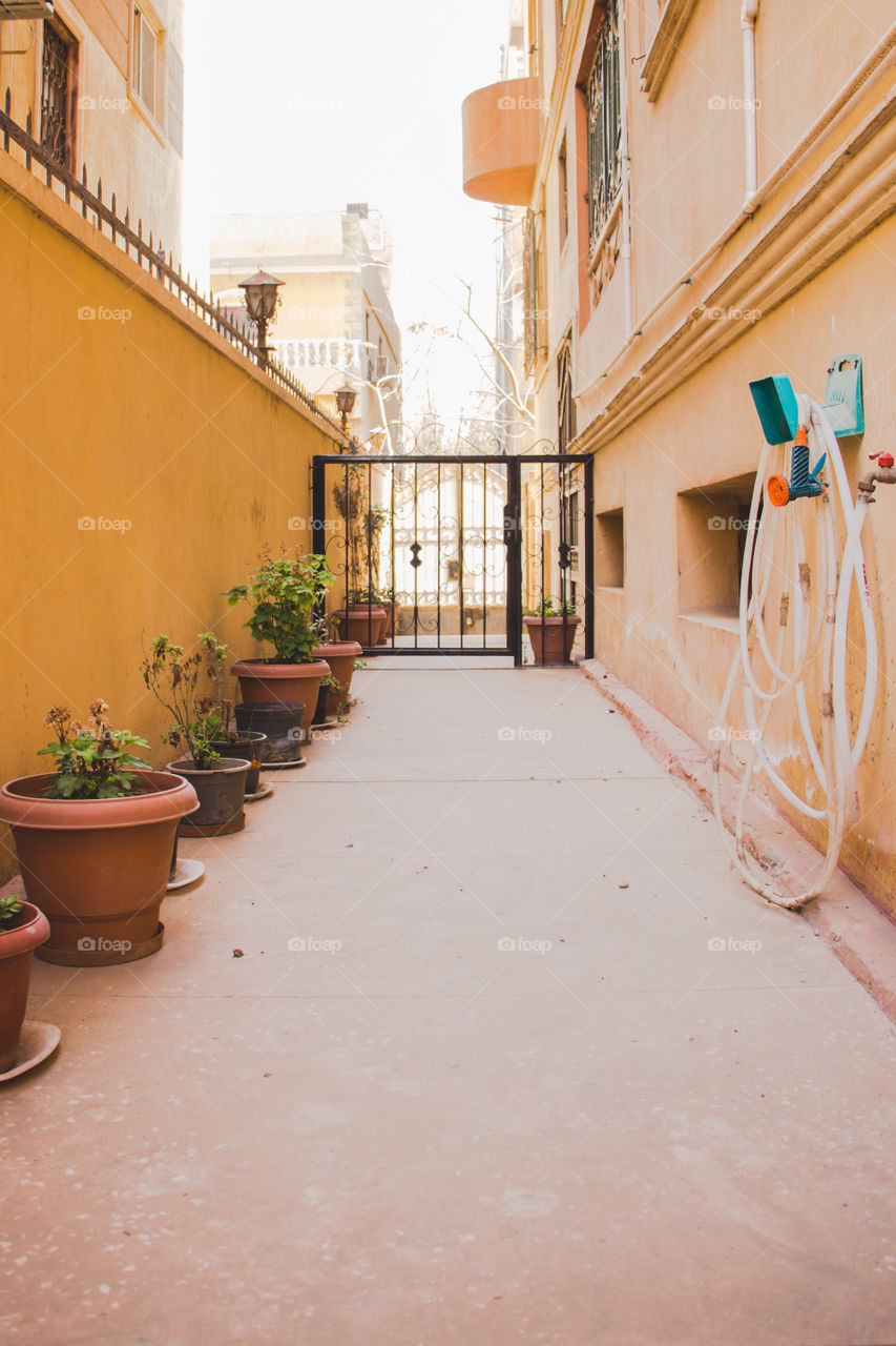 Roses and plants in pots in the hallway of our house.