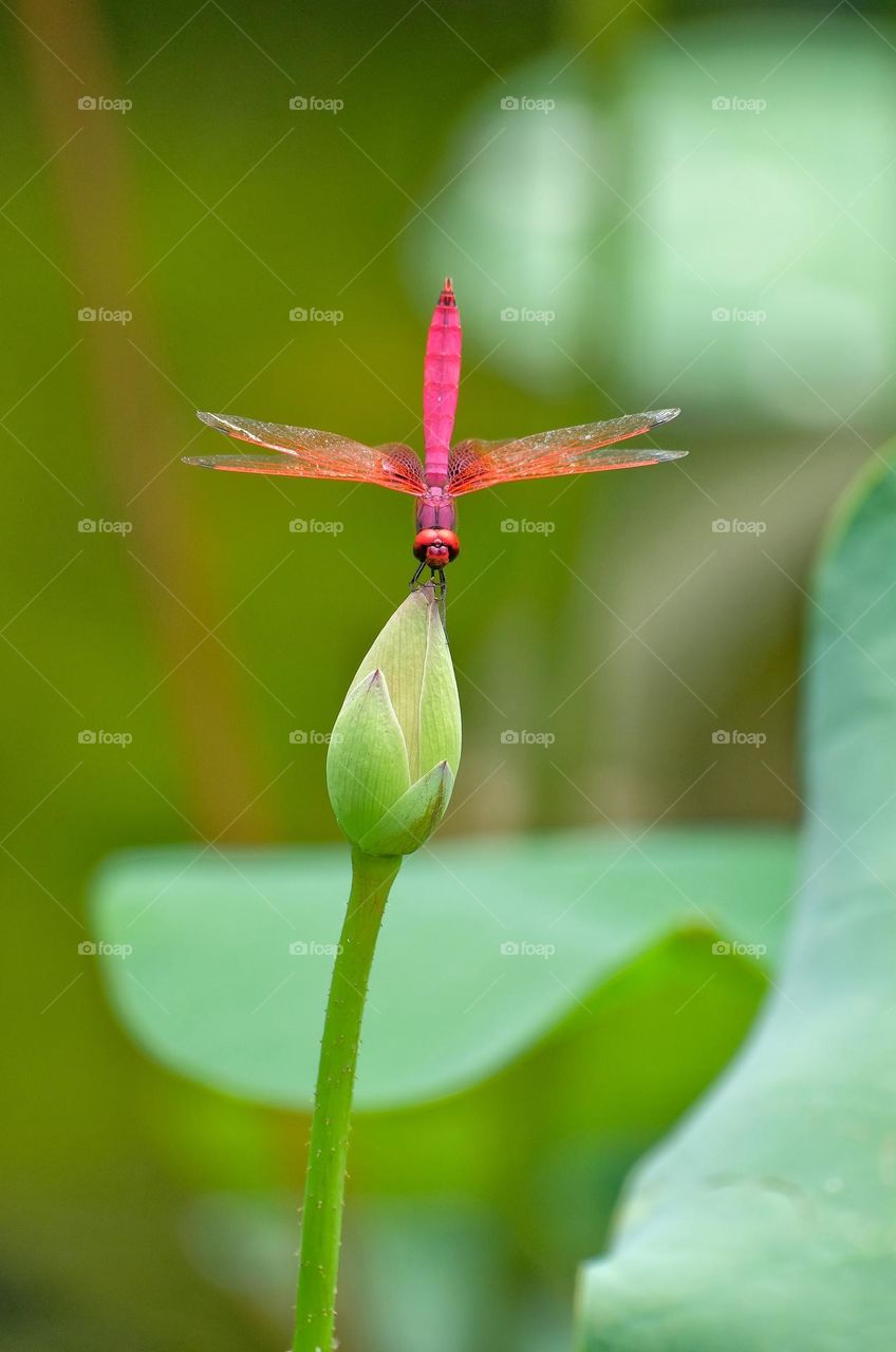 purple dragonfly sit in the flower
