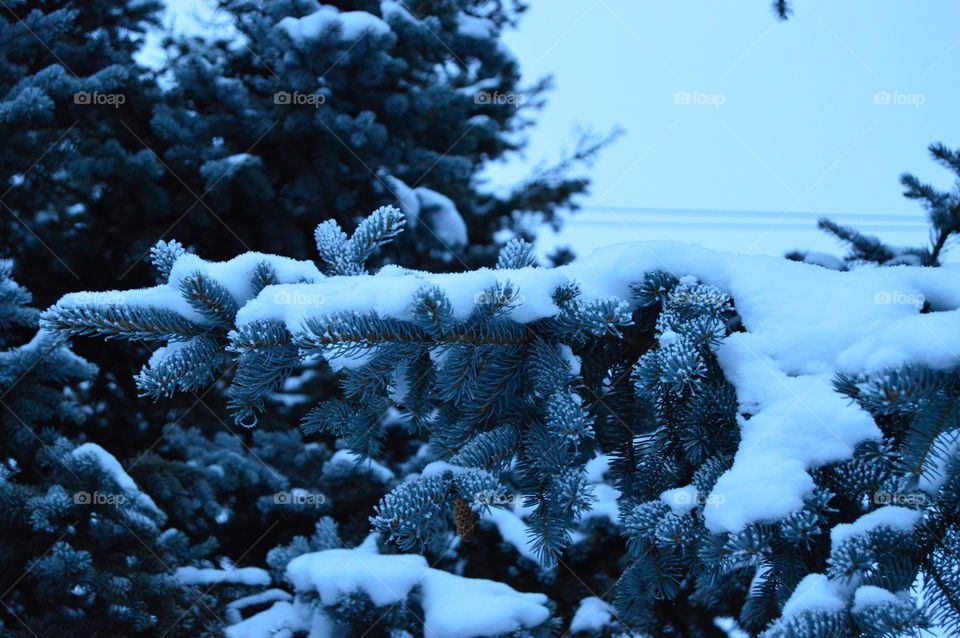 Snow, winter, blue spruce, needles, tree,