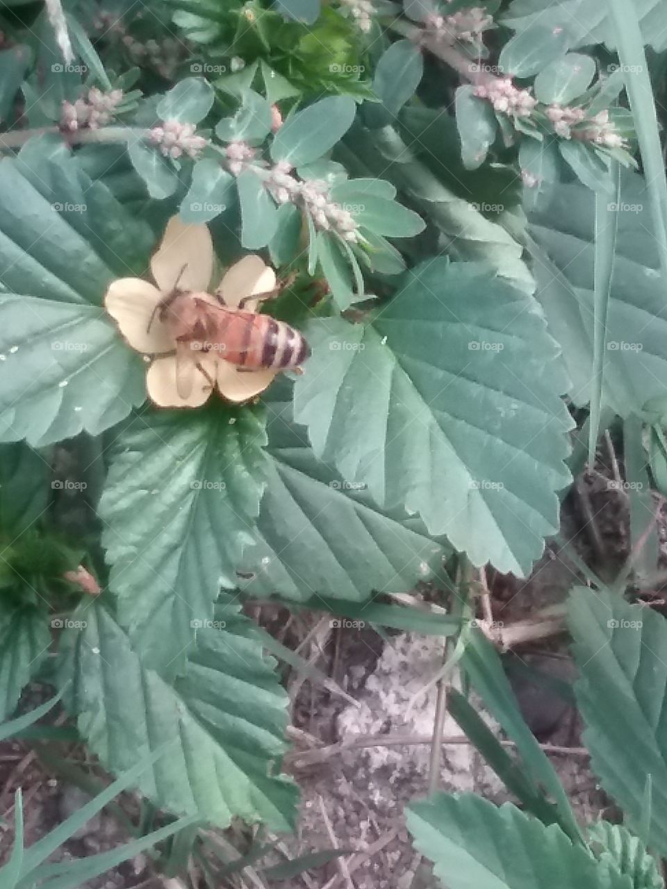 bee searching for nectar