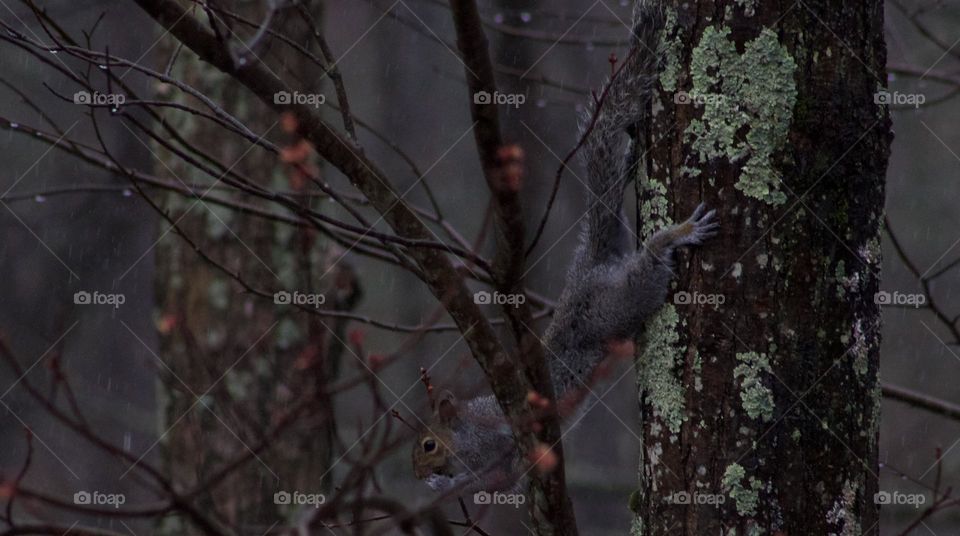 A Squirrel snack during Springtime rain 